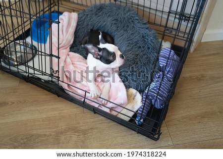 Boston Terrier puppy in a cage, crate with the door open. Her bed and blanket, plus toys and bowls can be see in the cage.