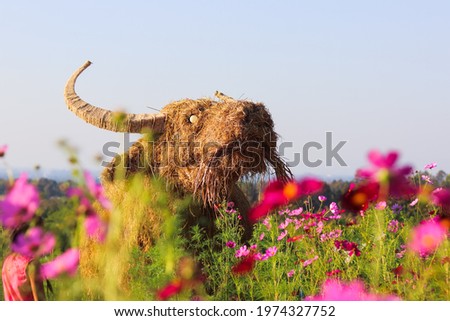 A straw puppet made in the shape of a buffalo is installed inside the colorful cosmos garden for tourists to view and take pictures. Cosmos flower garden installed a buffalo-shaped puppet for beauty.