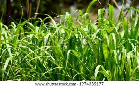 Crop blooming in Farm, Agriculture background or wallpaper.