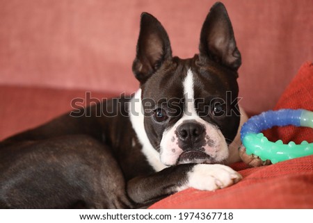 Boston terrier dog is posing for the camera