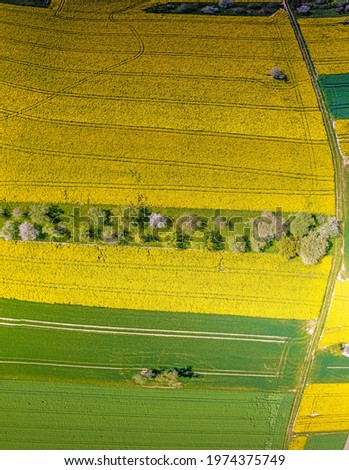 Vertical drone picture of rape field in spring in typical bright yellow color during daytime