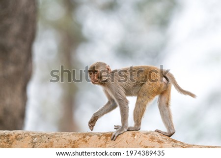 Indian Rhesus Macaque Monkey Jim Corbett National Park, India Royalty-Free Stock Photo #1974389435