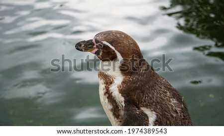 an isolated african penguin (Spheniscus demersus) in a zoo standing in the foreground of a lake 