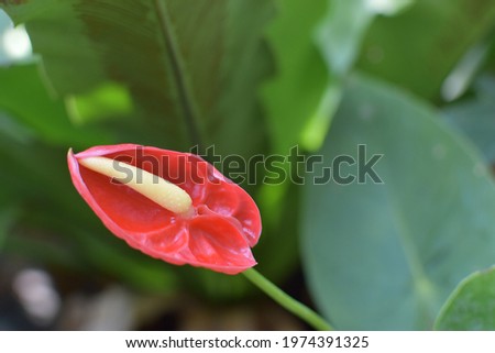 Beautiful red anthurium flowers in beautiful. Is a genus of plants in the Bon family Native to the American continent They are distributed in almost all continents. But will grow well in hot or humid 