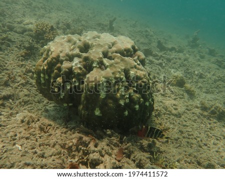 coral found at reef area in Redang island, Malaysia