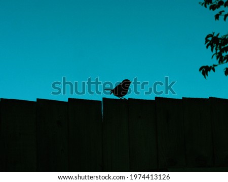 Robin perching on top of a fence.