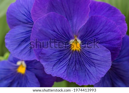 Vibrant Blue Pansy macro with  yellow middle blurred background. 