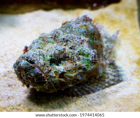gray green fish with big mouth underwater. aquarium
