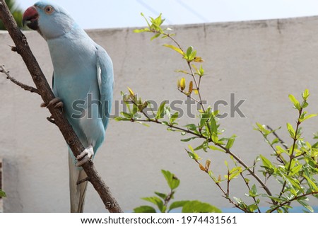 Pets, African Blue Ring Neck Parrot and Fish in a Pond