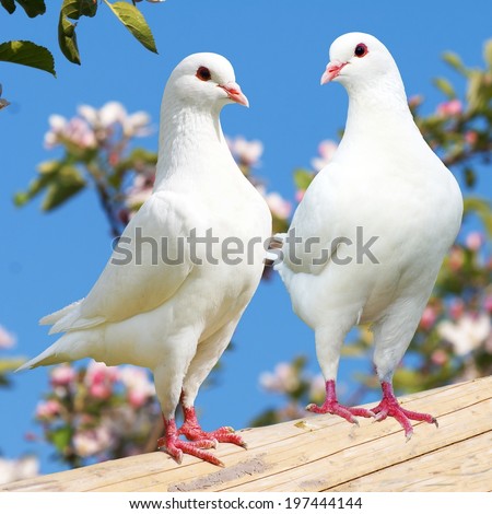 Two white pigeon on flowering background - imperial pigeon - ducula  Royalty-Free Stock Photo #197444144