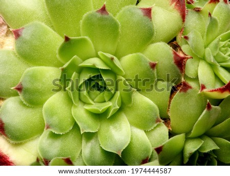 Green succulent plant nature background. 
