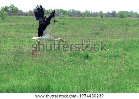 A stork takes off from a green field in the village. European White Stork taking off into flight from a meadow. High quality photo