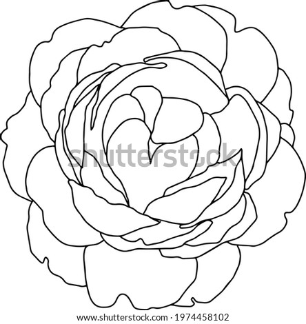 roses open bud  black and white isolated vector hand illustration