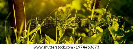 Grass with water drops in the sunlight. bright nautural background.web banner