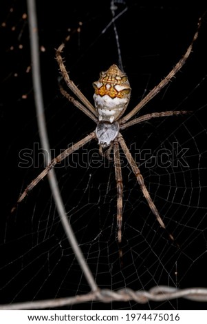 Adult Female Silver Garden Orbweaver of the species Argiope argentata Royalty-Free Stock Photo #1974475016