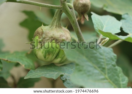 Brinjal Tree High Res Stock Images


