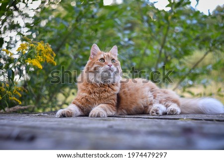 red fluffy beautiful pet cat lies on a wooden surface in the garden and looks up, the background is softly blurred