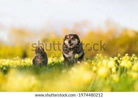 furry friends striped cat and dog happy sitting on a blooming summer sunny meadow