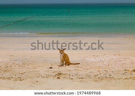 Funny cats on beach. Cat walk on beach under the sun
