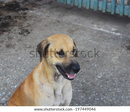 Dog sitting on street