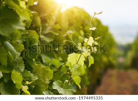 Close up image of green grapes leaves in a vineyard. Winery background.