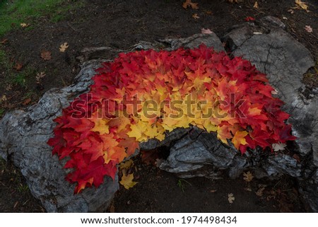 Closeup on Sugar maple leaves decoration in the fall, on the floor of a park, featuring stong red and yellow colors