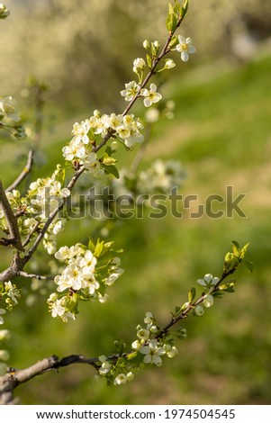 Plum blossom. Branch with white flowers on a green background. Image with selective focus.