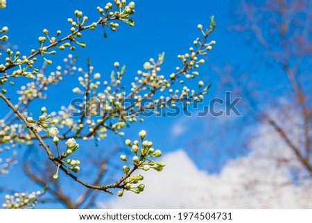 Spring white apple buds against blue sky. Spring cherry blossoms on blue background for postcard or banner. Beautiful floral spring abstract background of nature