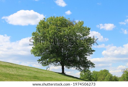 Green tree on slanted ground against blue sky during sunny summer day Royalty-Free Stock Photo #1974506273