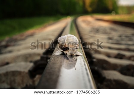snail crawling on rails on a warm evening