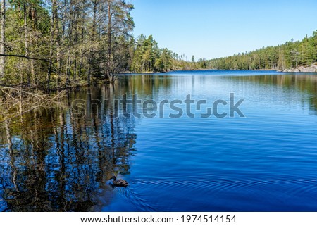A nice image of a forest lake in Tyresta National Park, Sweden Royalty-Free Stock Photo #1974514154