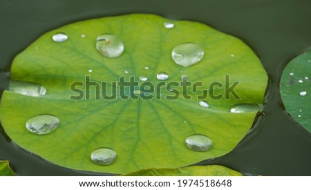 Water Drops on Lotus Leaf