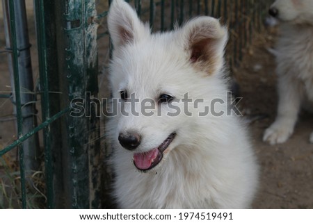 White Swiss Shepherd's puppy in a bredding
