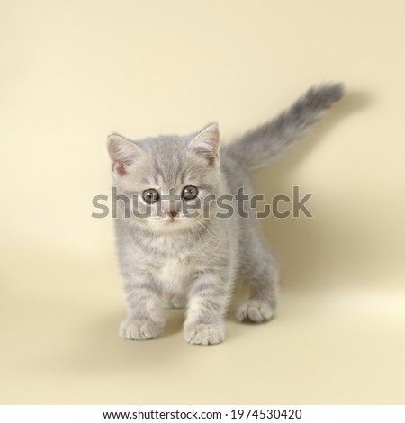 British shorthair kitten on the studio background