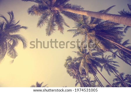 exotic calm palm background in pastel color 
