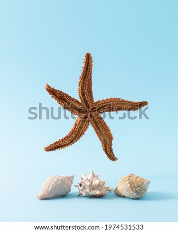А starfish is represented as a star in the picture and the seashells are a nice detail in the picture.