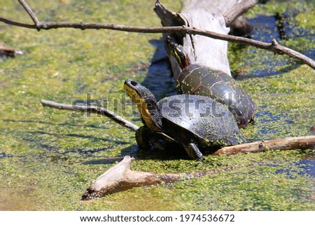 Blanding's Turtle - Emydoidea blandingii, this endangered species turtle is enjoying the warmth of the sun atop a fallen tree. The surrounding water reflects the turtle, tree, and summer foliage. Royalty-Free Stock Photo #1974536672