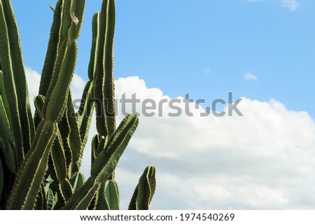 Lophocereus schottii, the senita cactus, is a species of cactus from southern Arizona and north-western Mexico