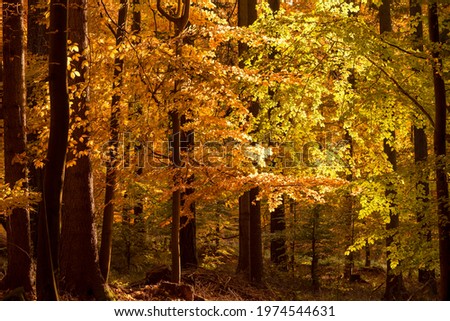Autumn forest colourful trees leaves - yellow and orange in sunset sun light