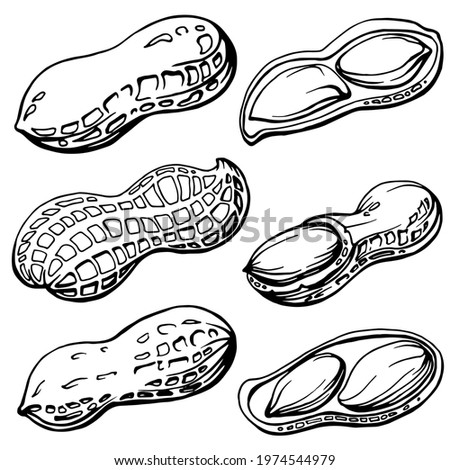 Hand drawn black and white illustration of a 
peanut in shells. 
Allergic reaction to peanuts (to nuts). Handwritten graphic technique Royalty-Free Stock Photo #1974544979