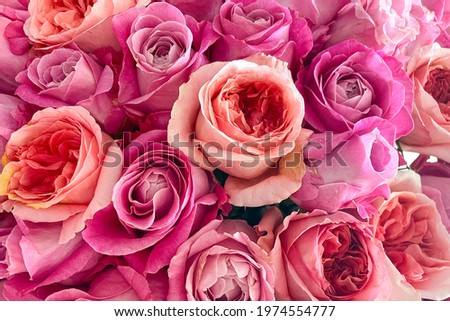 bouquet of fresh, bright, beautiful pink roses.  holiday concept.  wedding concept.  holiday wallpaper, screensaver, texture background.