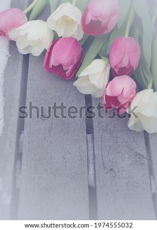 Delicate white and pink tulips on a wood background. Toned image. Spring card.