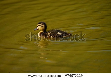 A separated mallard duckling draws ripples on a pond in the park in the afternoon light 