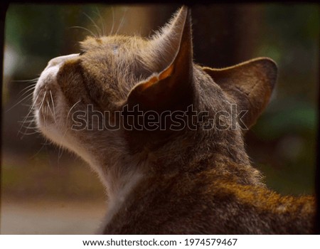 A gray cat from the back on a blurred background