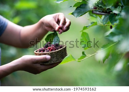 Mulberry with farmer hands and fruit make Mulberry beer with farmer Gia Lai, Vietnam Royalty-Free Stock Photo #1974593162