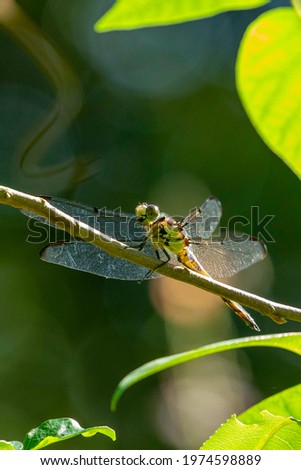 Yellow Sided Skimmer Dragonfly Perched on a Plant
