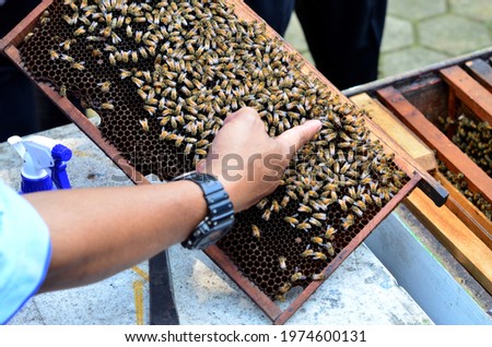 Close up of an Asian adult's index finger pointing at a queen honey bee colony in a beehive
