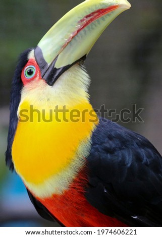 A perched green billed toucan looking up. 