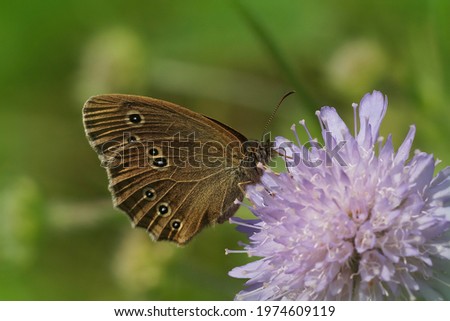 A closeup shot of the brown ringlet Aphantopus butterfly on a scabious flower