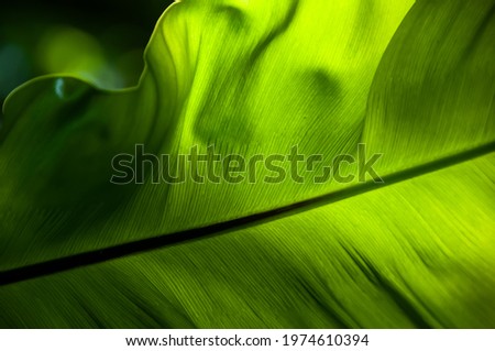 Amazing glow green fern leaf in closeup with a beautiful light from behind extolling its beauty. Amazing pattern. Royalty-Free Stock Photo #1974610394